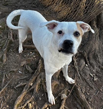 Annabella, Adoptable, Young Female Boxer & Mixed Breed.