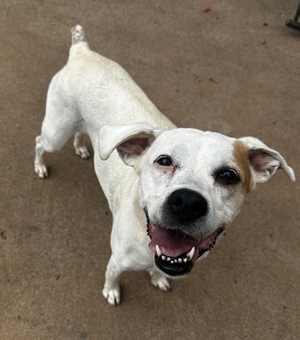 Annabella, Adoptable, Young Female Boxer & Mixed Breed.