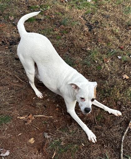 Annabella, Adoptable, Young Female Boxer & Mixed Breed.