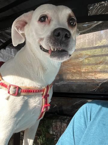 Enlarge Annabella, a Adoptable mixed breed in Wilkesboro, NC image 2/3