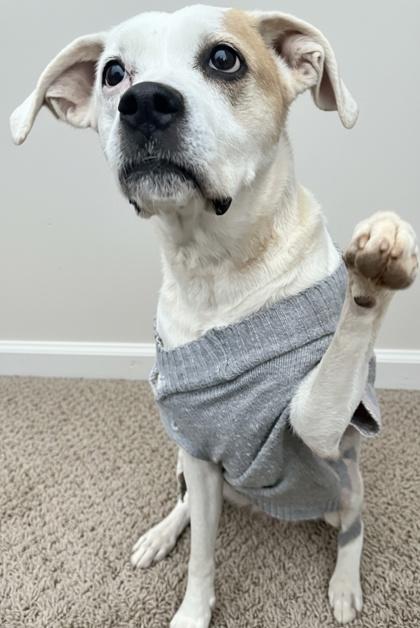 Annabella, a Adoptable mixed breed in Wilkesboro, NC image 2/3