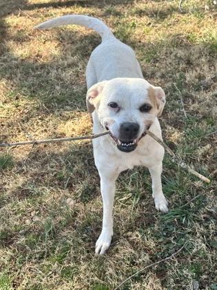 Annabella, Adoptable, Young Female Boxer & Mixed Breed.