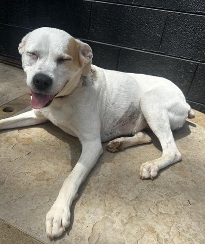 Enlarge Annabella, a Adoptable mixed breed in Wilkesboro, NC image 3/3