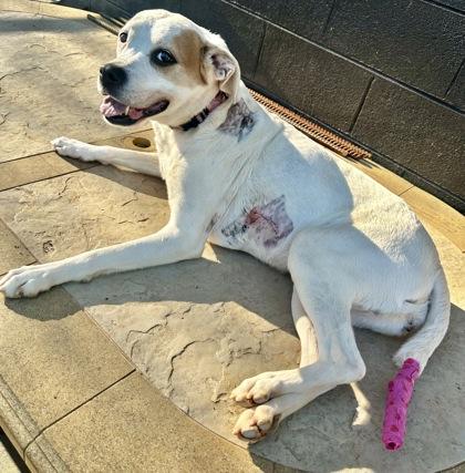 Enlarge Annabella, a Adoptable mixed breed in Wilkesboro, NC image 2/3