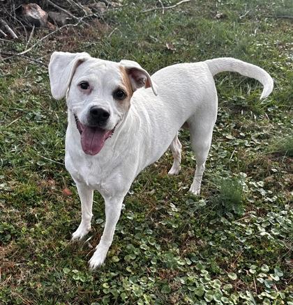 Enlarge Annabella, a Adoptable mixed breed in Wilkesboro, NC image 3/3