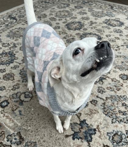 Annabella, a Adoptable mixed breed in Wilkesboro, NC image 3/3