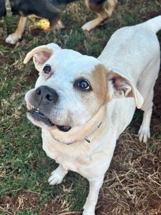 Enlarge Annabella, a Adoptable mixed breed in Wilkesboro, NC image 3/3