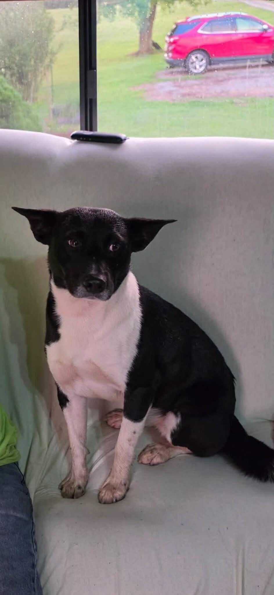 Stache, ADOPTABLE, Young • Male, Pit Bull Terrier & Australian Kelpie.