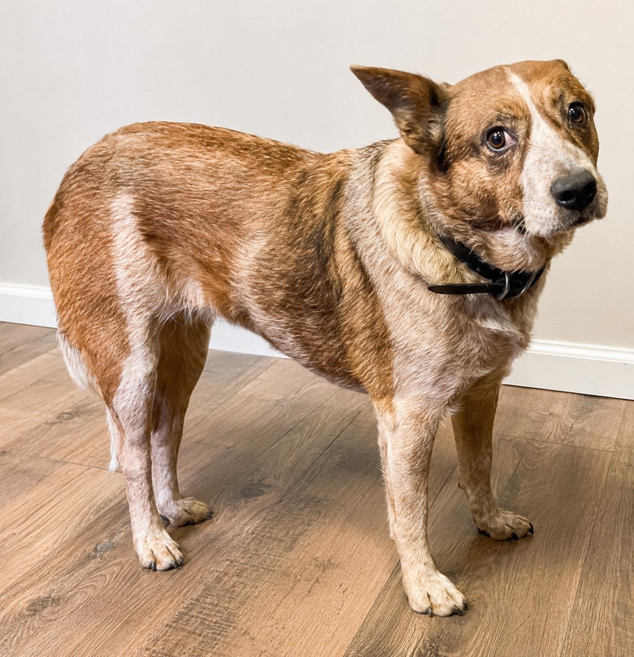 Enlarge Sunny, a ADOPTABLE Australian Cattle Dog / Blue Heeler in Colville , WA image 2/2