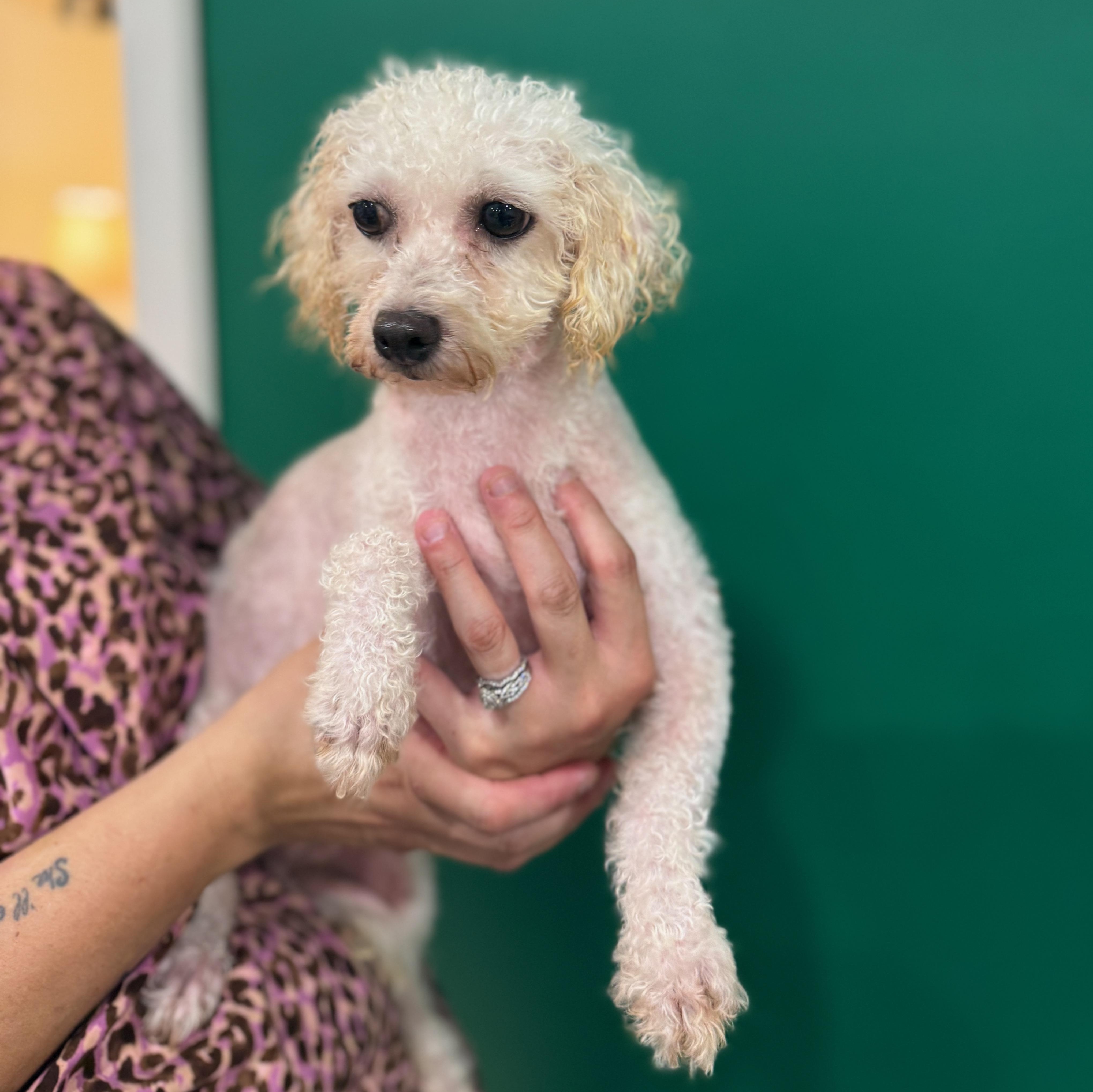 Enlarge Legacy In Motion, a Adoptable Bichon Frise in Blue Springs, MO image 2/2