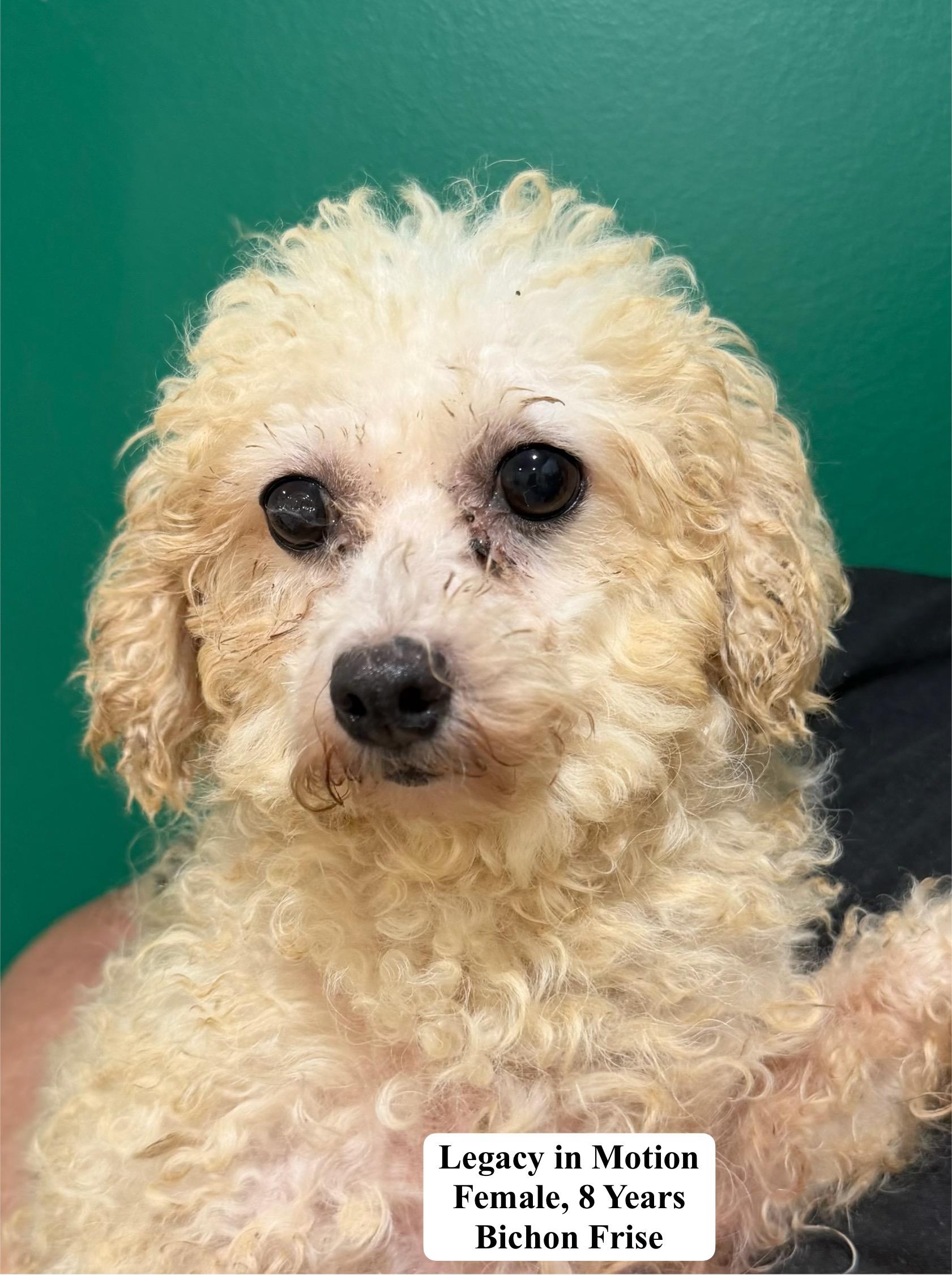 Enlarge Legacy In Motion, a Adoptable Bichon Frise in Blue Springs, MO image 1/2