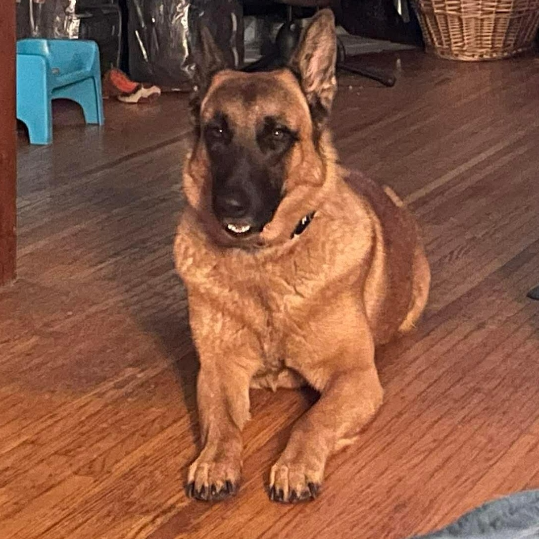 Enlarge Yara, a ADOPTABLE German Shepherd Dog in Rochester, NY image 4/5