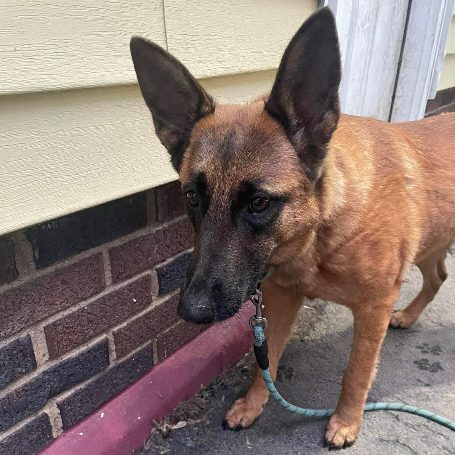 Enlarge Yara, a ADOPTABLE German Shepherd Dog in Rochester, NY image 3/5