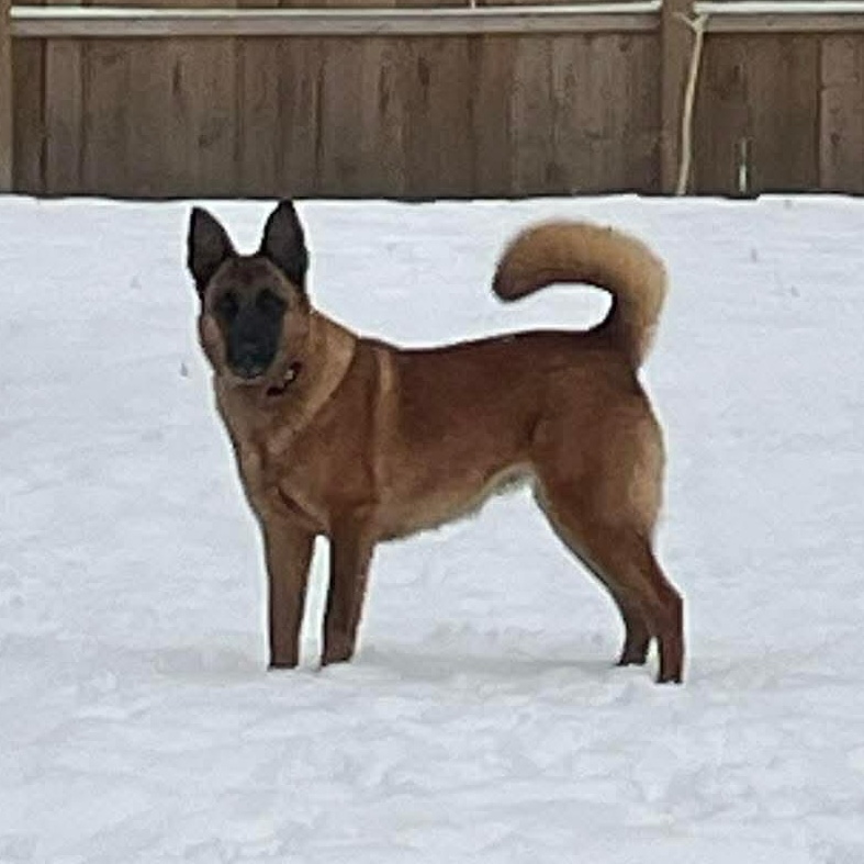 Enlarge Yara, a ADOPTABLE German Shepherd Dog in Rochester, NY image 5/5