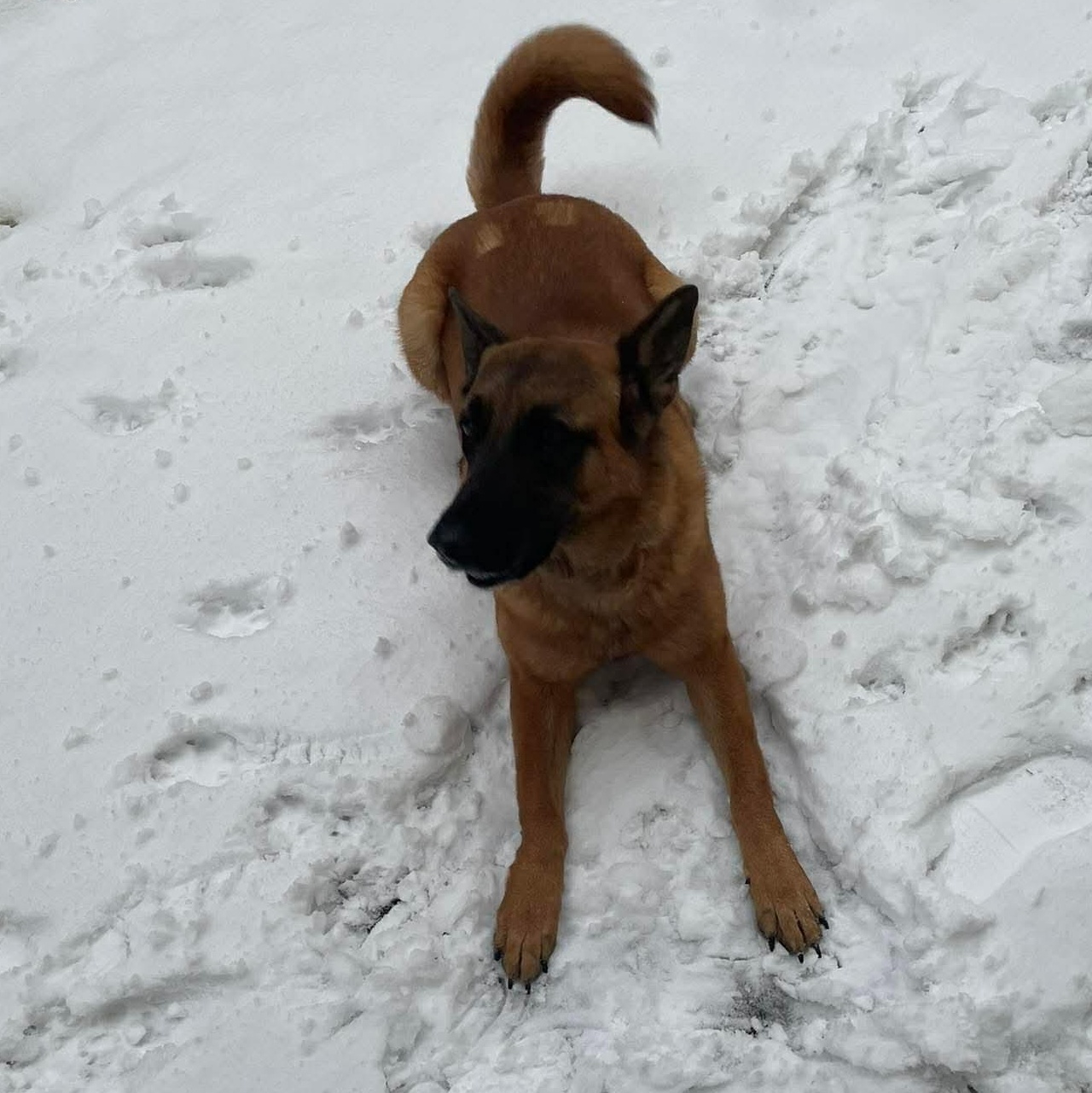 Enlarge Yara, a ADOPTABLE German Shepherd Dog in Rochester, NY image 2/5