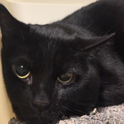 Enlarge Lloyd, a ADOPTABLE Domestic Short Hair in Lansing, MI image 2/2