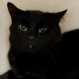 Enlarge Lloyd, a ADOPTABLE Domestic Short Hair in Lansing, MI image 1/2