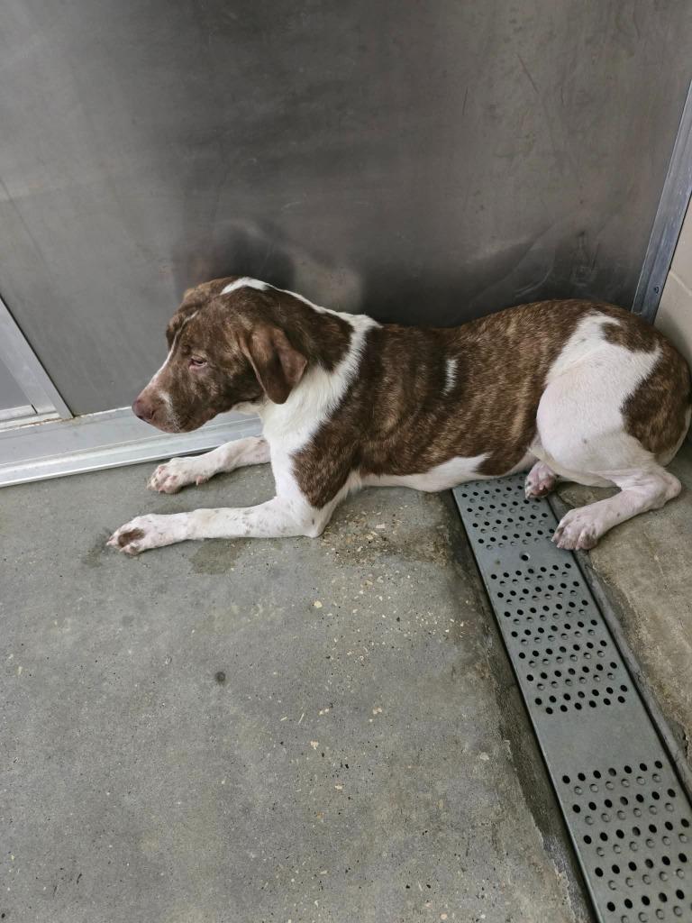 Ruby, Adoptable, Adult Female Labrador Retriever.