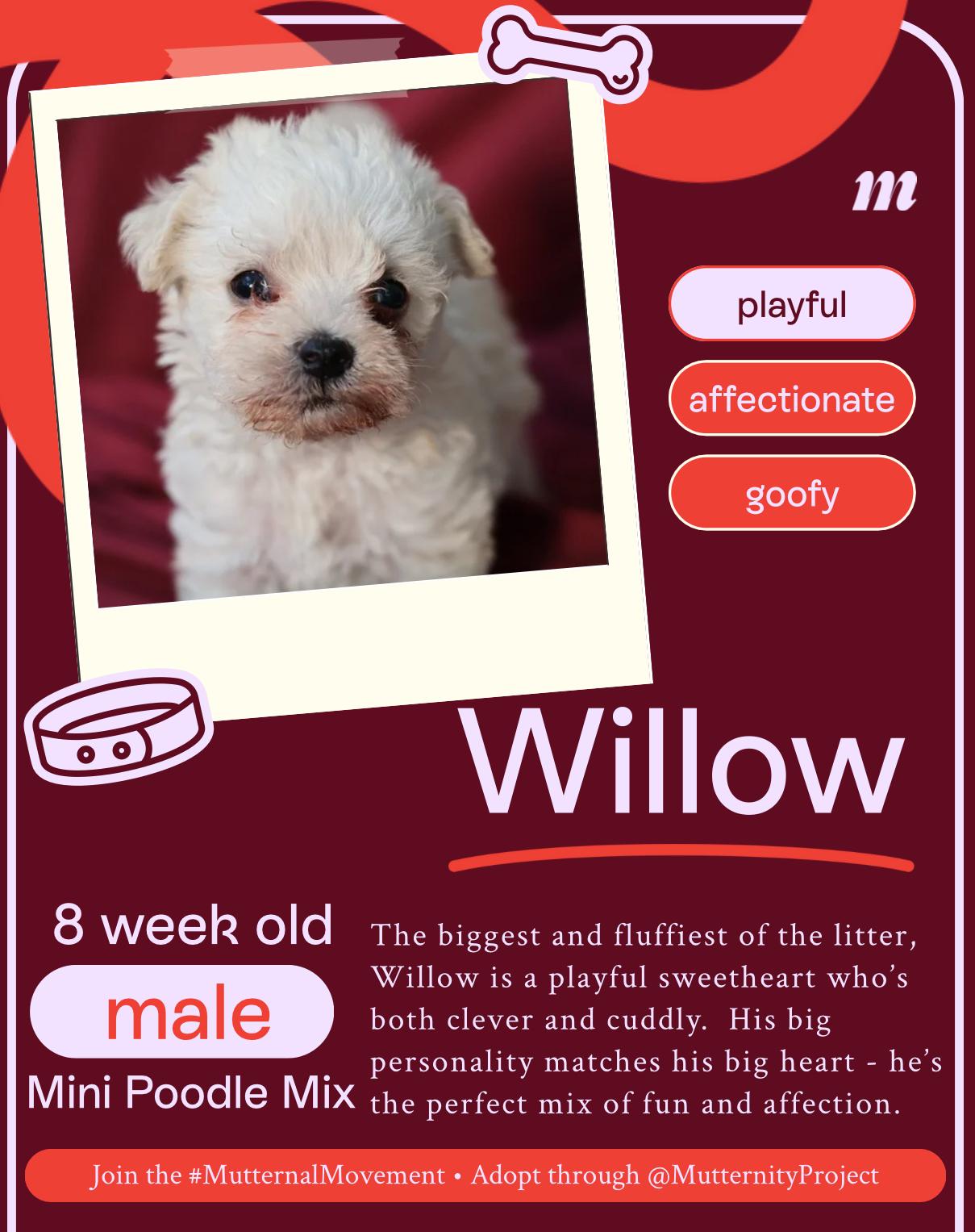 Willow, a Adopted mixed breed in West Hollywood, CA image 1/2