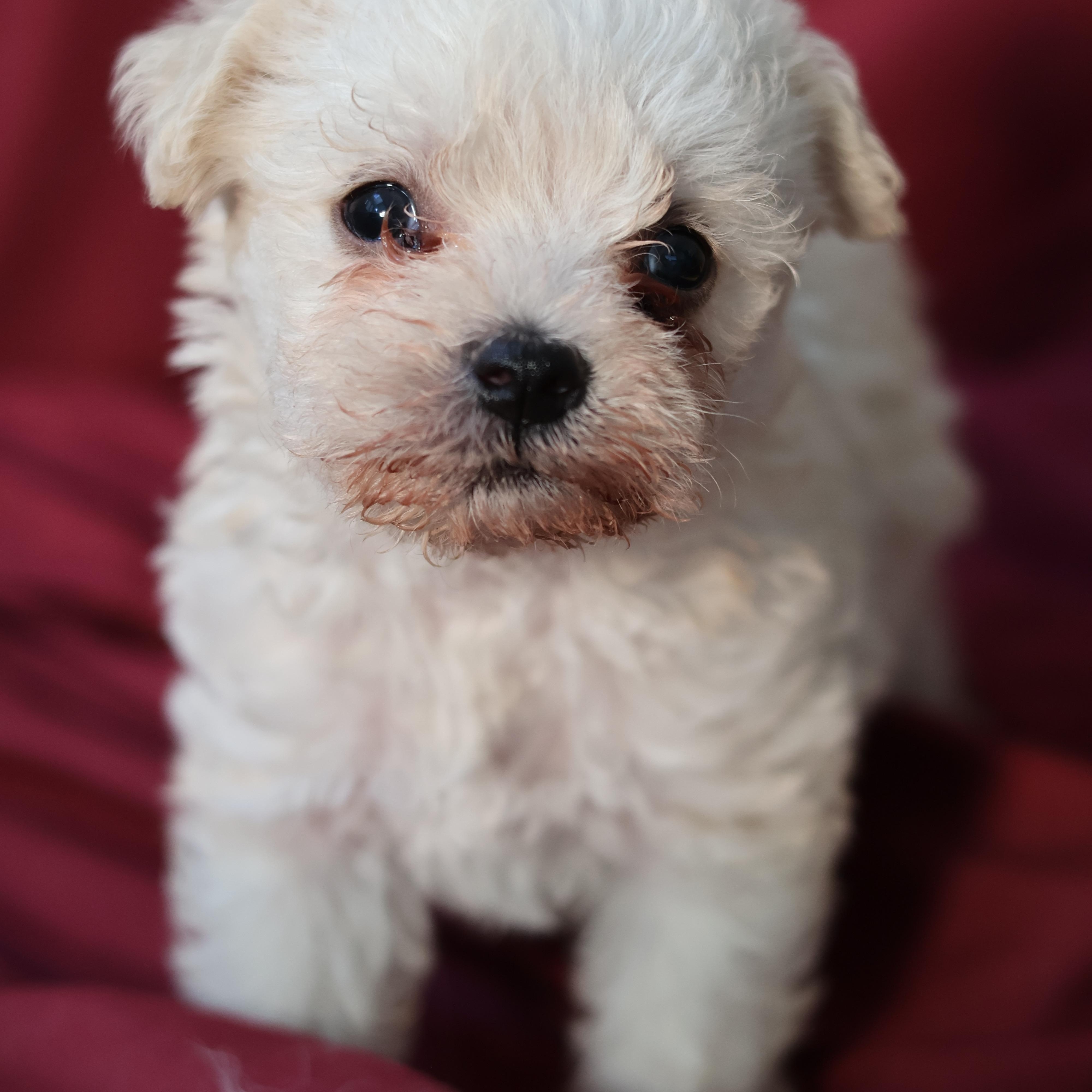 Willow, a Adopted mixed breed in West Hollywood, CA image 2/2