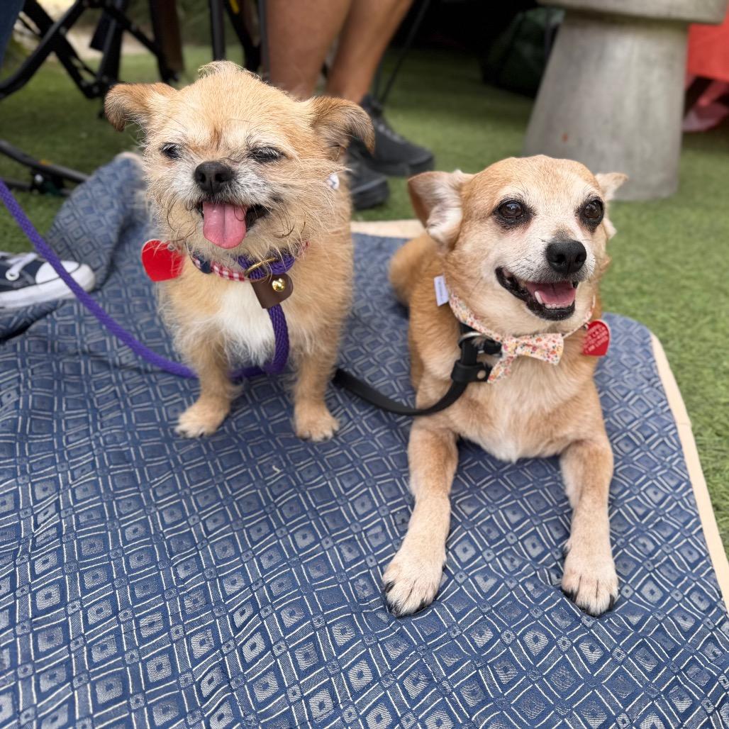 Uncle Chip, Adoptable, Senior Male Chihuahua.