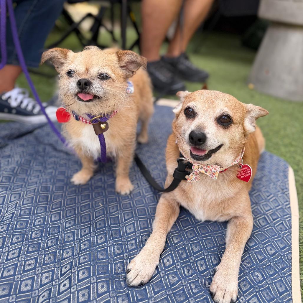 Uncle Chip, a Adoptable Chihuahua in Los Angeles, CA image 2/6