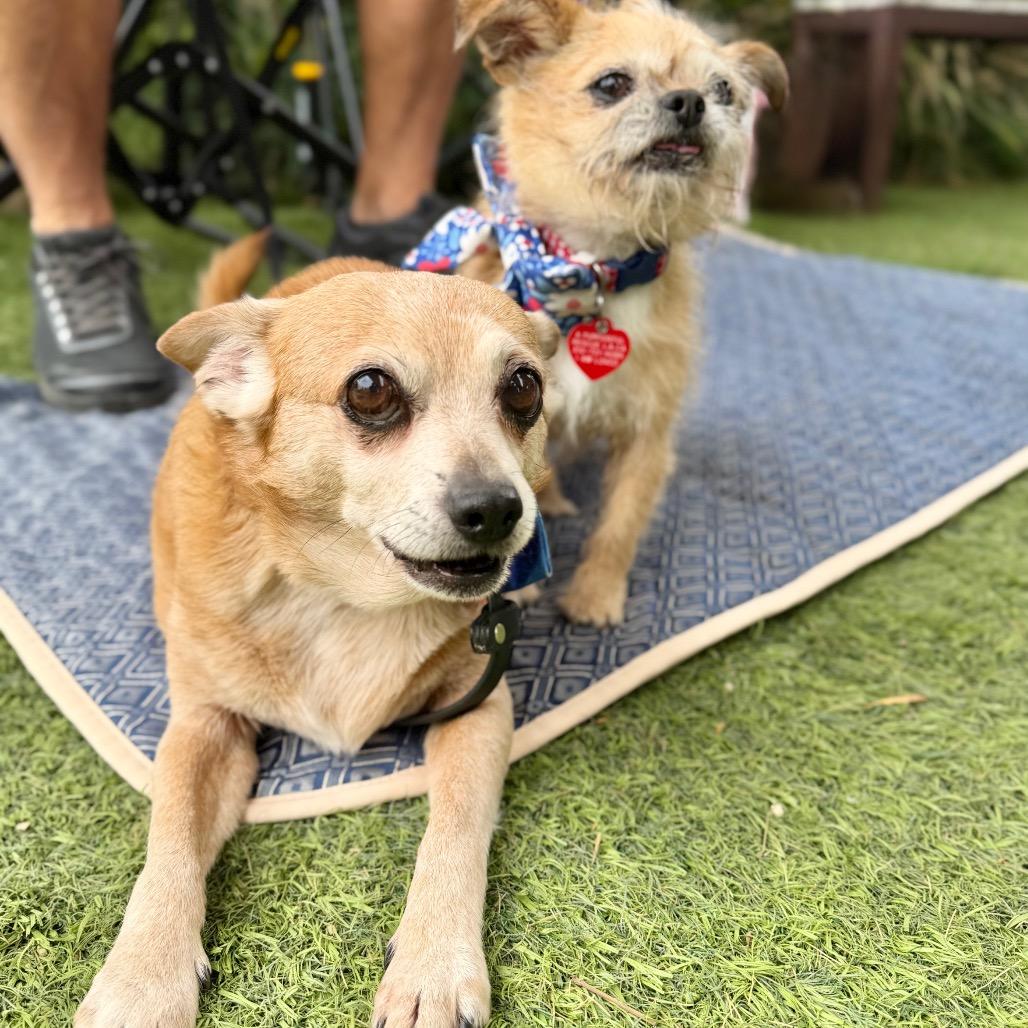 Uncle Chip, a Adoptable Chihuahua in Los Angeles, CA image 3/6