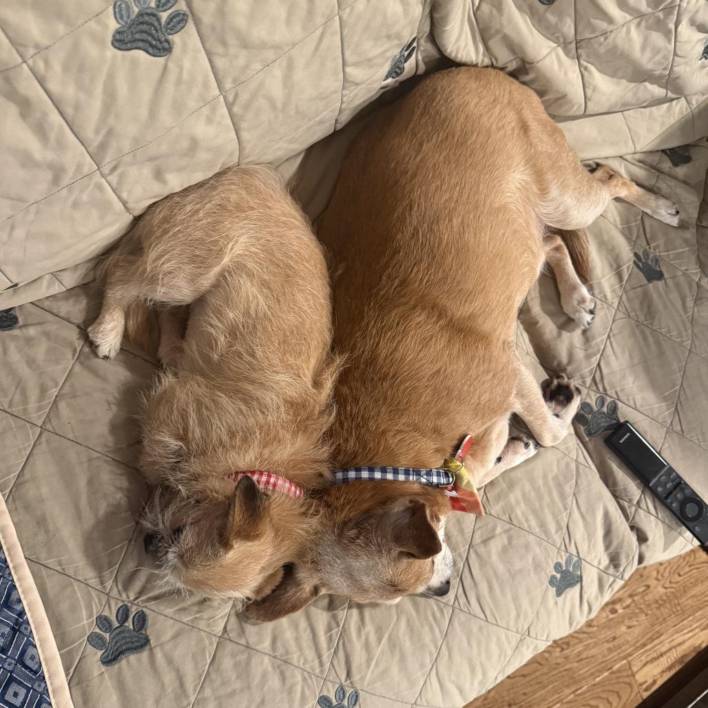 Uncle Chip, a Adoptable Chihuahua in Los Angeles, CA image 4/6