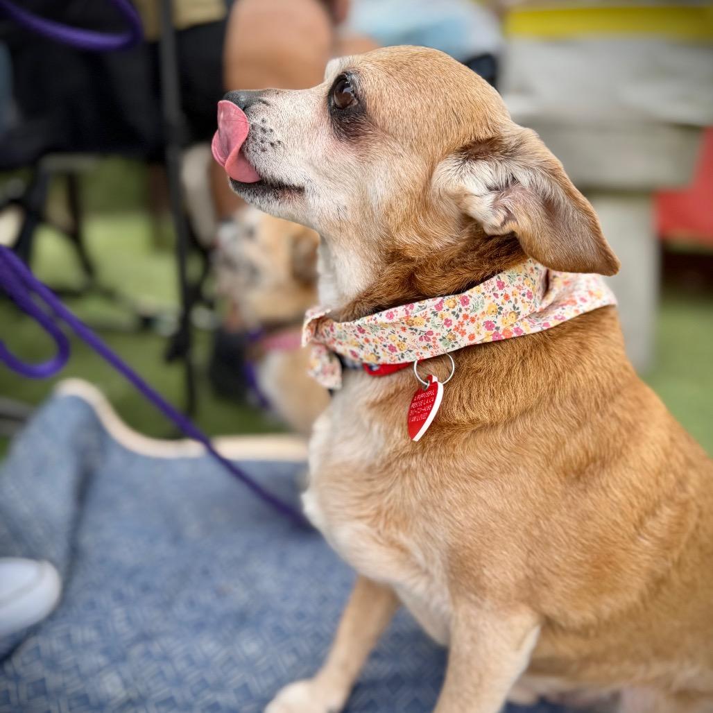 Uncle Chip, a Adoptable Chihuahua in Los Angeles, CA image 5/6