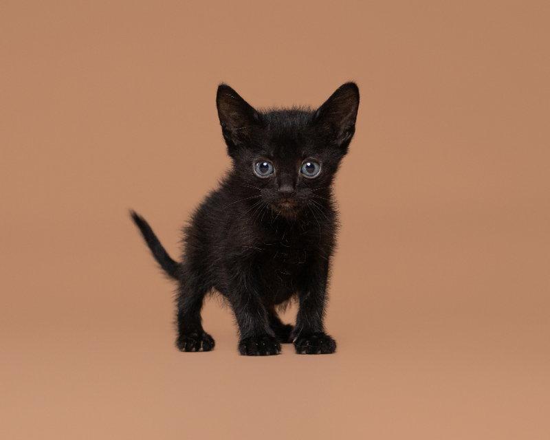 Orbiter, Adoptable, Adult Male Domestic Short Hair.