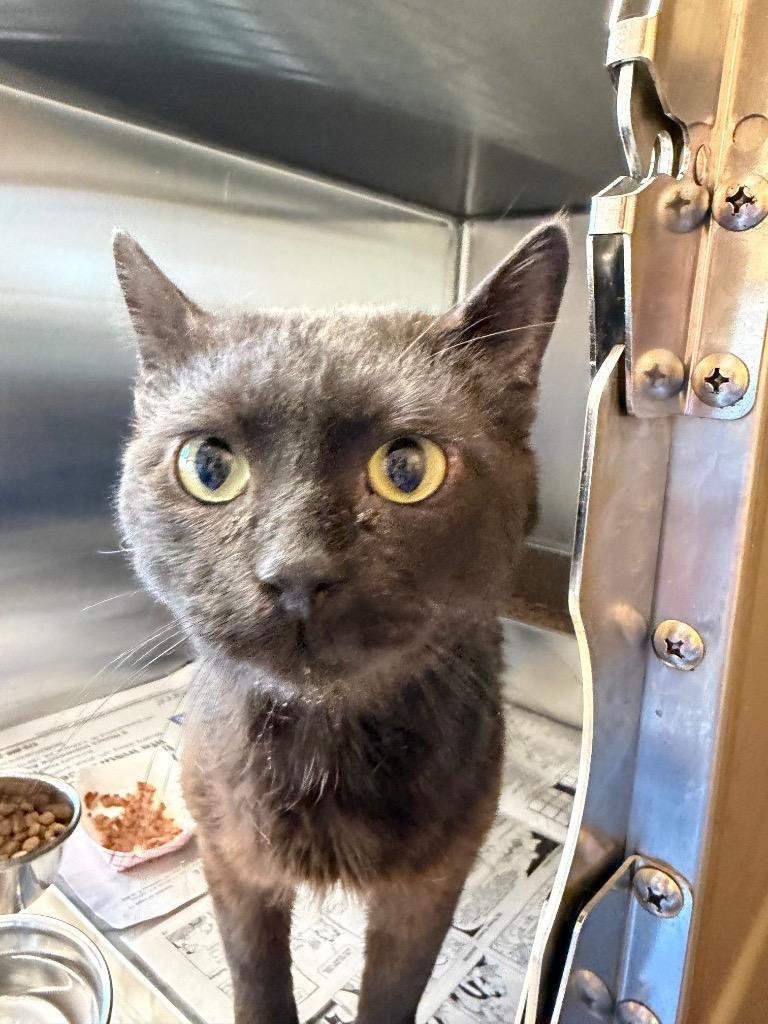 Enlarge Labubu, a Adoptable mixed breed in Waverly, NY image 1/6