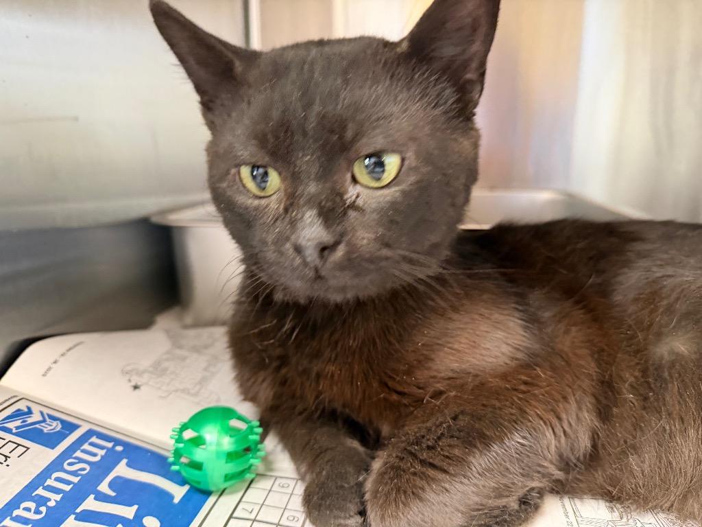 Enlarge Labubu, a Adoptable mixed breed in Waverly, NY image 2/6