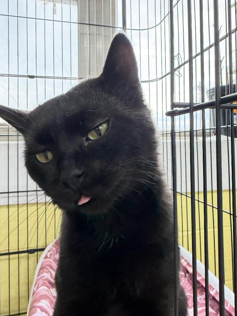 Enlarge Labubu, a Adoptable mixed breed in Waverly, NY image 4/6