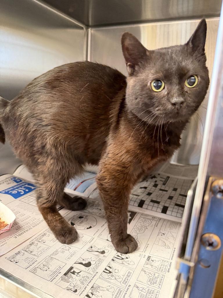 Enlarge Labubu, a Adoptable mixed breed in Waverly, NY image 6/6