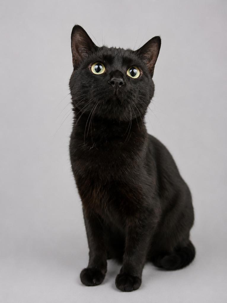 Enlarge Labubu, a Adoptable mixed breed in Waverly, NY image 6/6