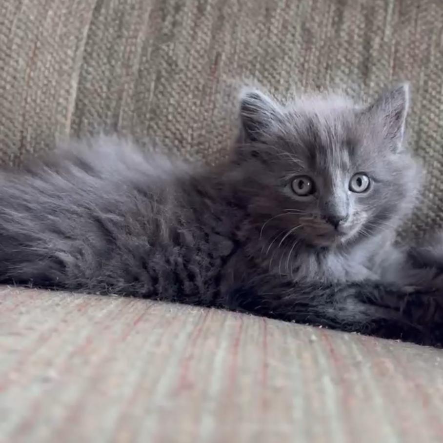 Grey, Adoptable, Kitten Male Domestic Long Hair.
