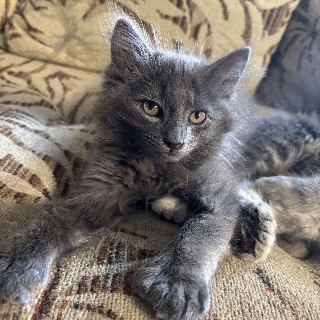 Enlarge Grey, a Adoptable Domestic Long Hair in Kenai, AK image 2/2