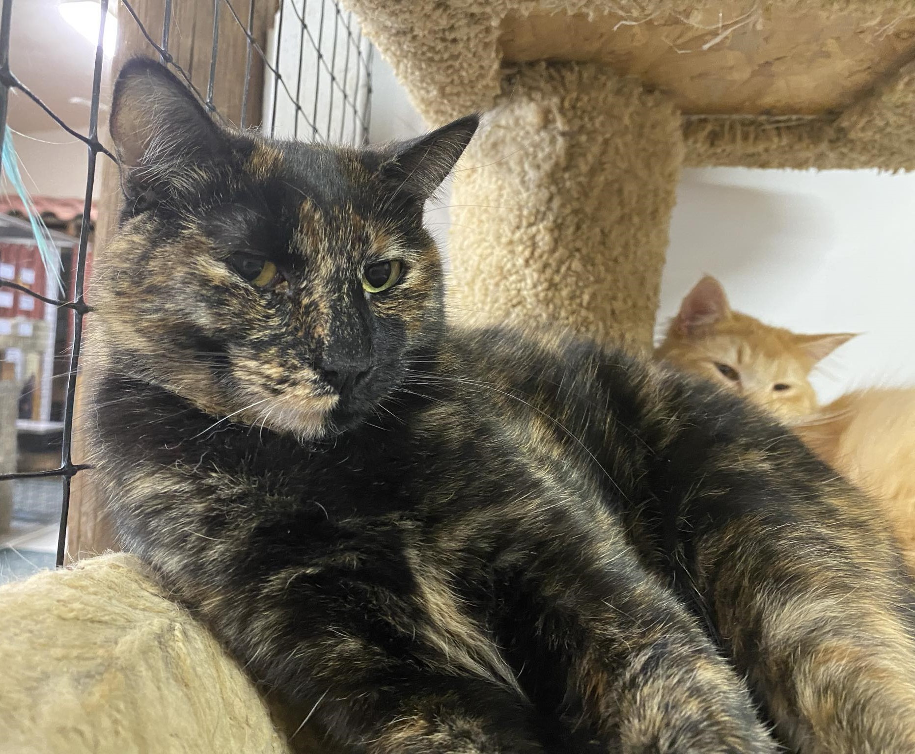 Katja, a Adoptable mixed breed in Las Cruces, NM image 3/6