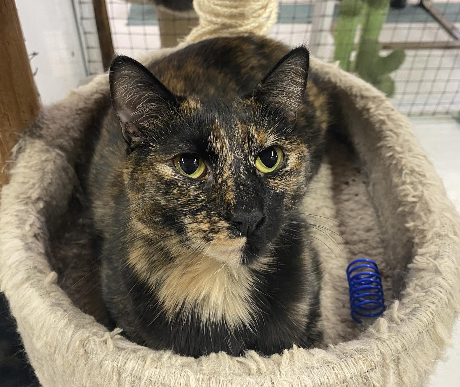 Katja, a Adoptable mixed breed in Las Cruces, NM image 6/6