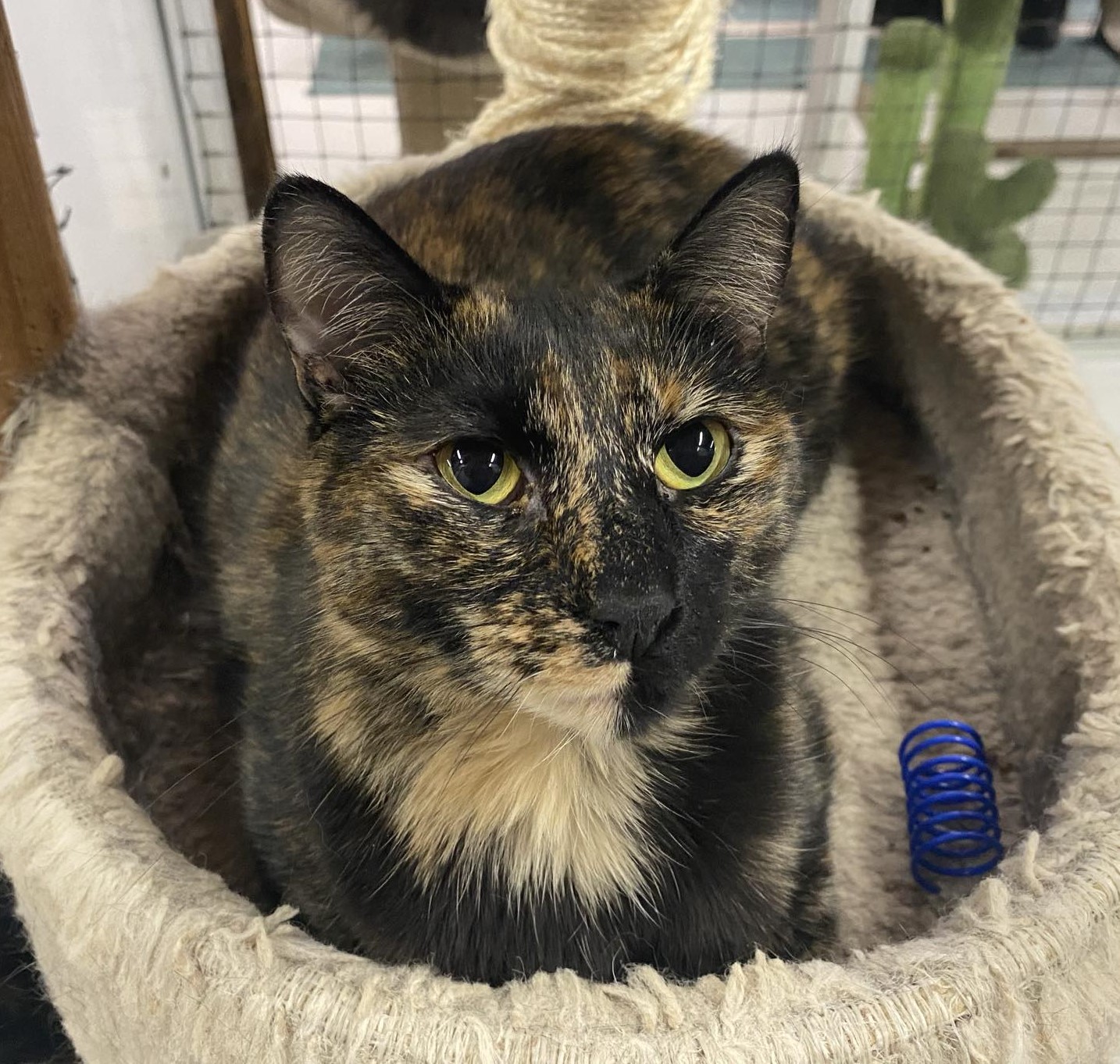 Katja, a Adoptable mixed breed in Las Cruces, NM image 1/6