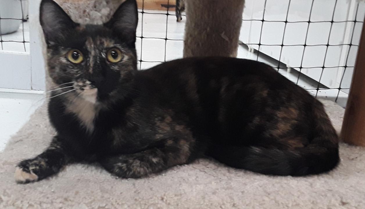 Katja, a Adoptable mixed breed in Las Cruces, NM image 2/6