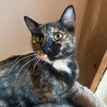 Katja, a Adoptable mixed breed in Las Cruces, NM image 4/6