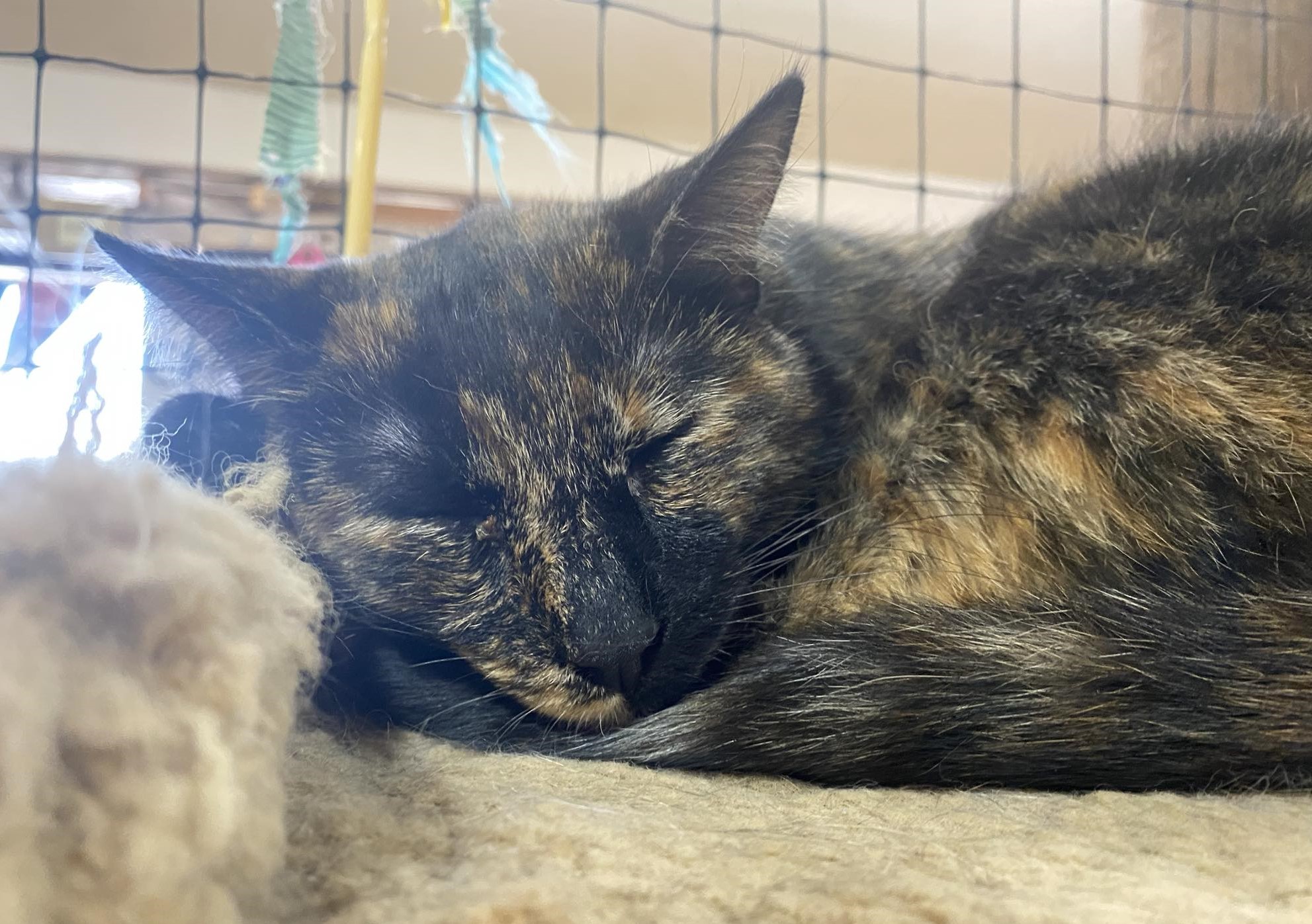 Katja, a Adoptable mixed breed in Las Cruces, NM image 5/6