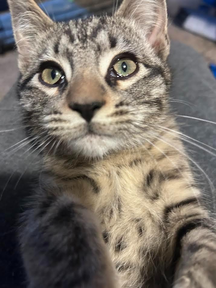 Bear, Adopted, Kitten Male Domestic Medium Hair.