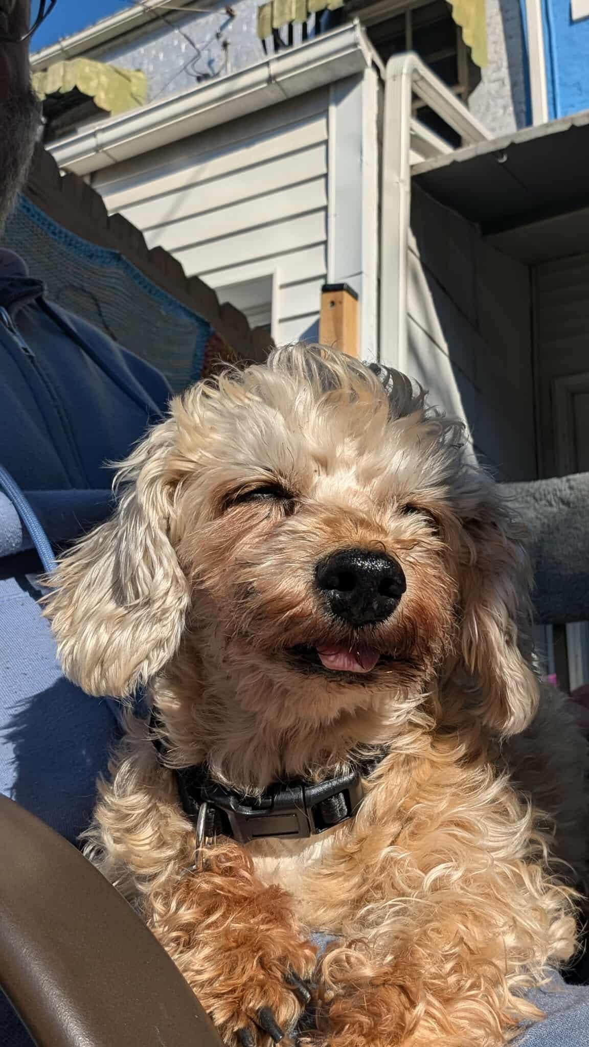 Daisy