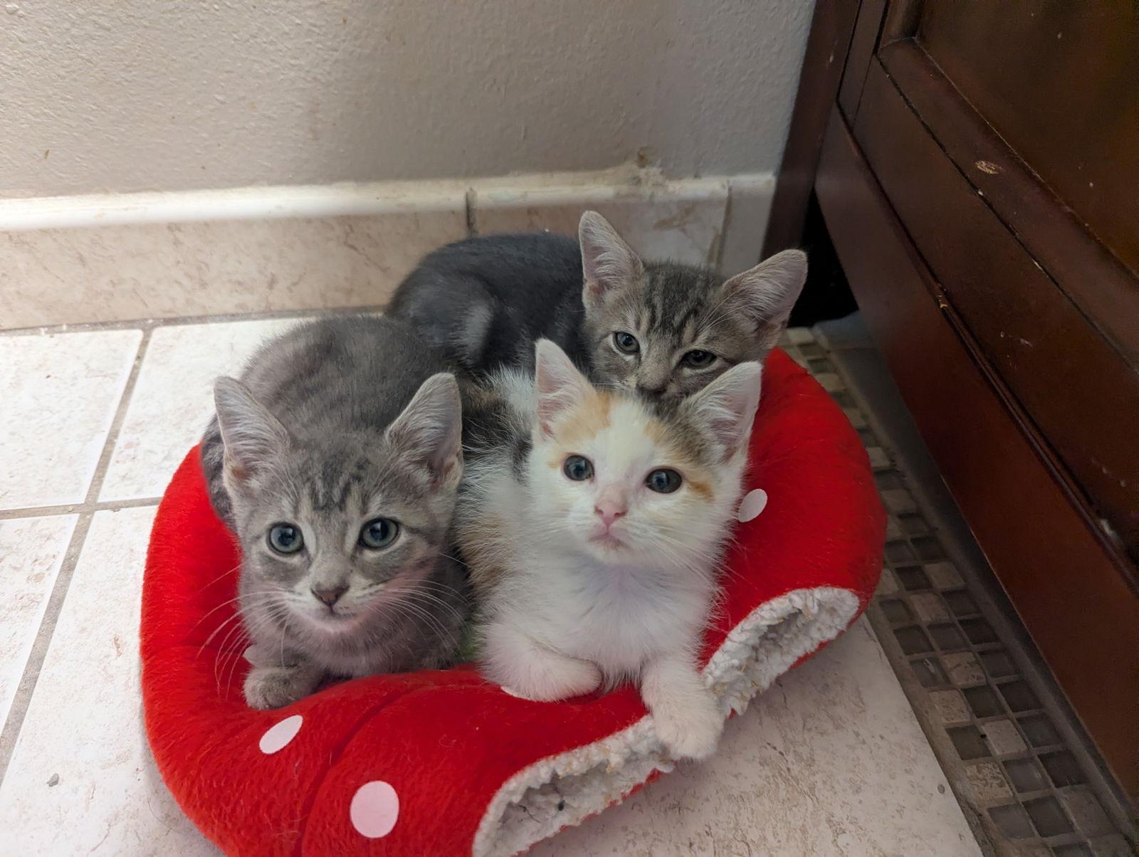 Gravy, a Adopted Domestic Short Hair in Orlando, FL image 2/3