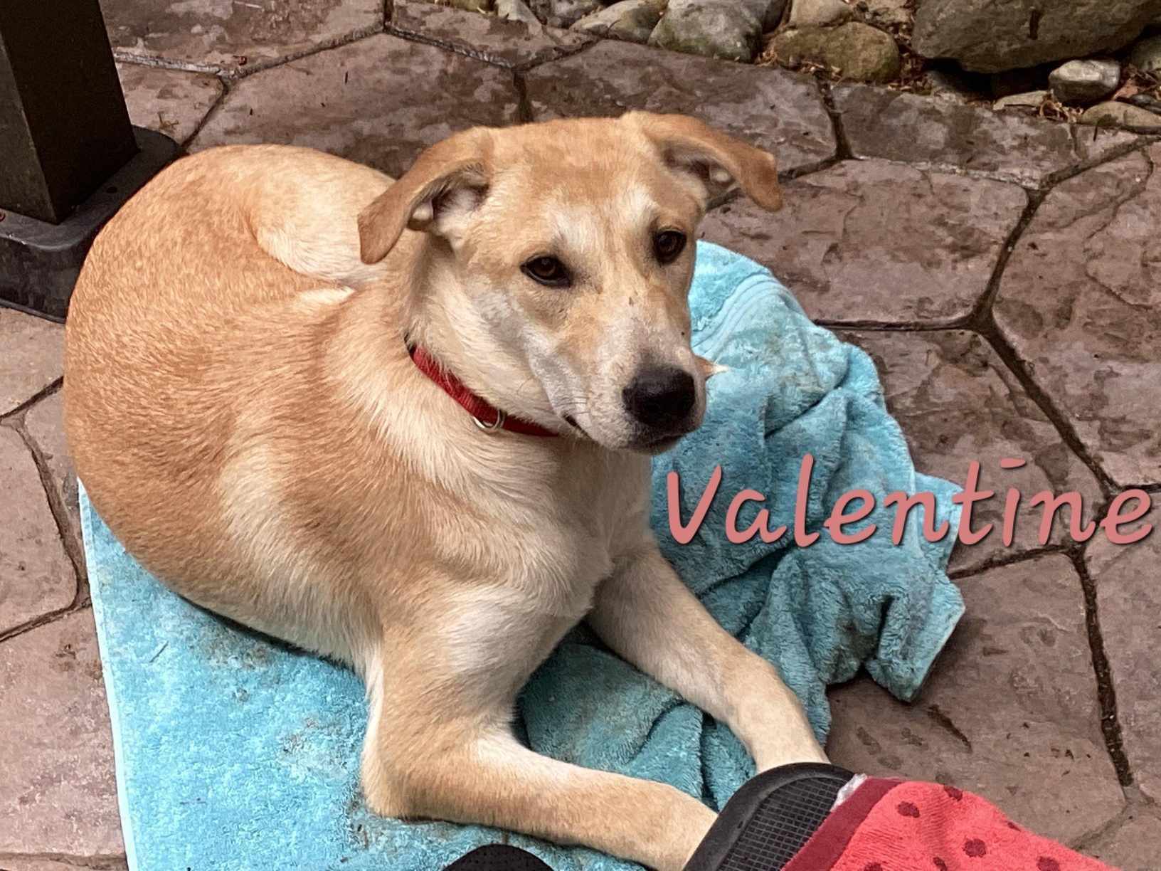 Valentine (Valley) 2