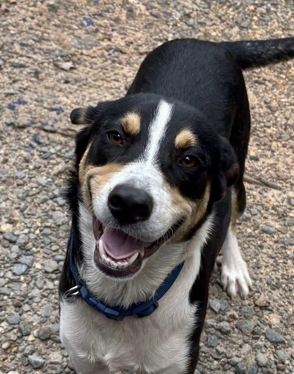 Enlarge Buddy, a ADOPTABLE mixed breed in Cape Coral, FL image 1/3