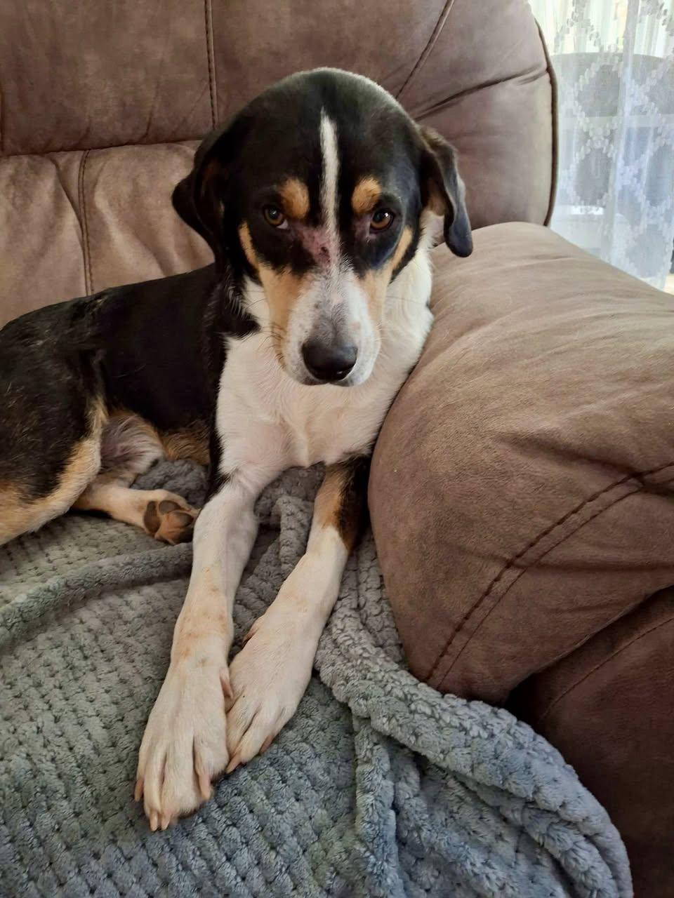 Enlarge Buddy, a ADOPTABLE mixed breed in Cape Coral, FL image 2/3