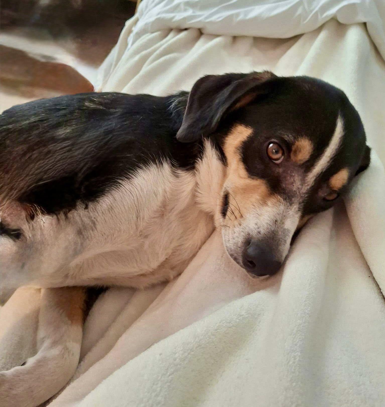 Enlarge Buddy, a ADOPTABLE mixed breed in Cape Coral, FL image 3/3